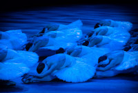 El English National Ballet en el "Swan Lake in-the-round" de Derek Deane. © Laurent Liotardo